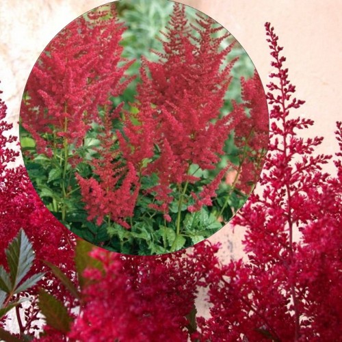 Astilbe arendsii 'Spinell' - Arendsi astilbe 'Spinell' P9/0,55L 